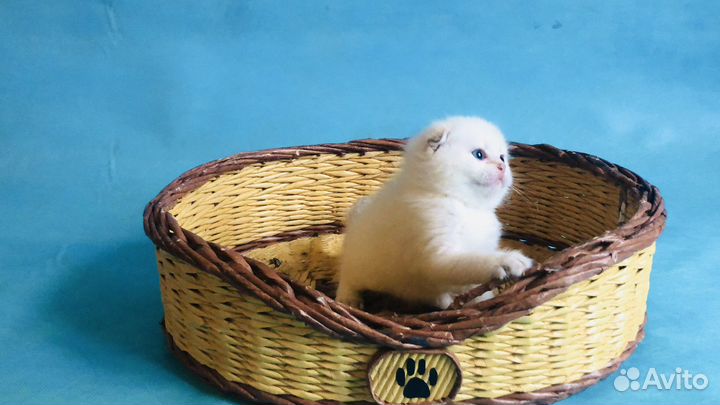 Шотландец красавчик