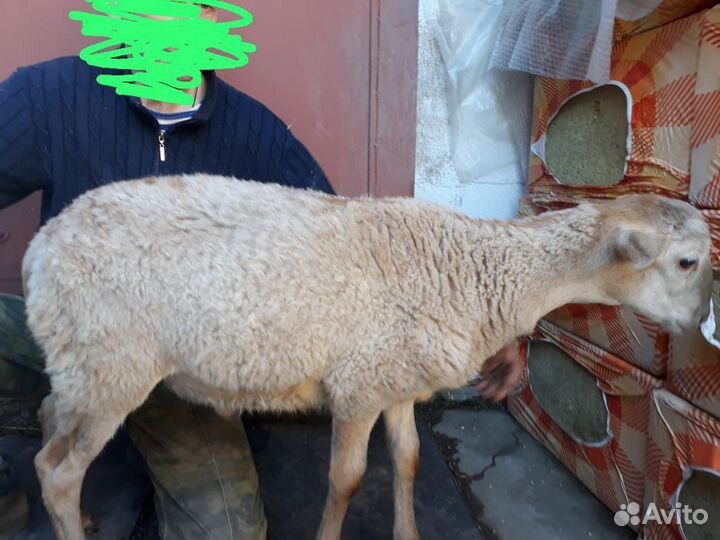 Баран чистокровный катумский