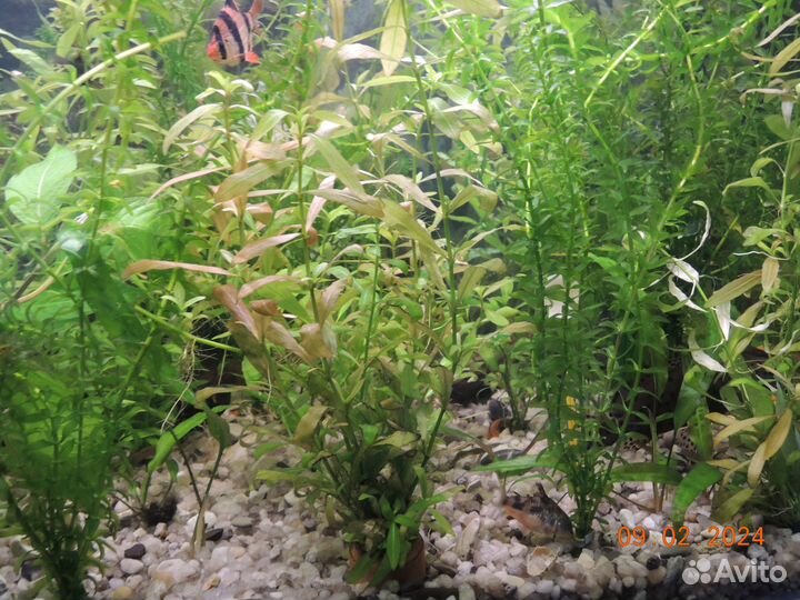 Аквариумные растения