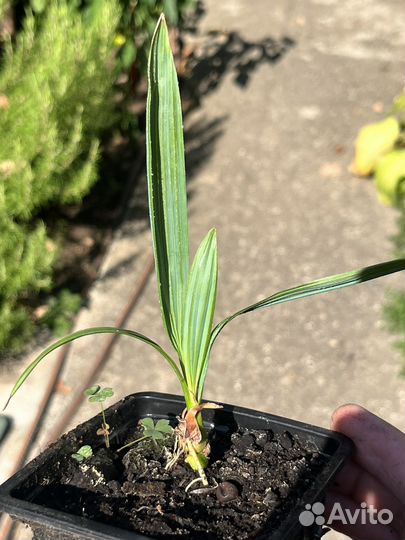 Сабаль малый