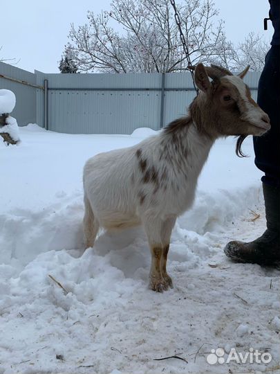 Нубийские козы,камерунские