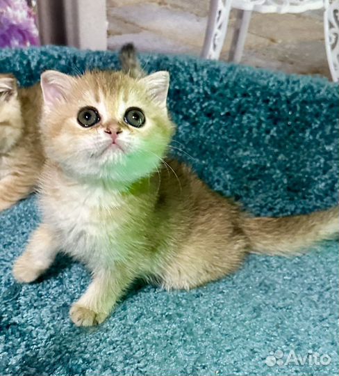 Котята золотые шиншиллы