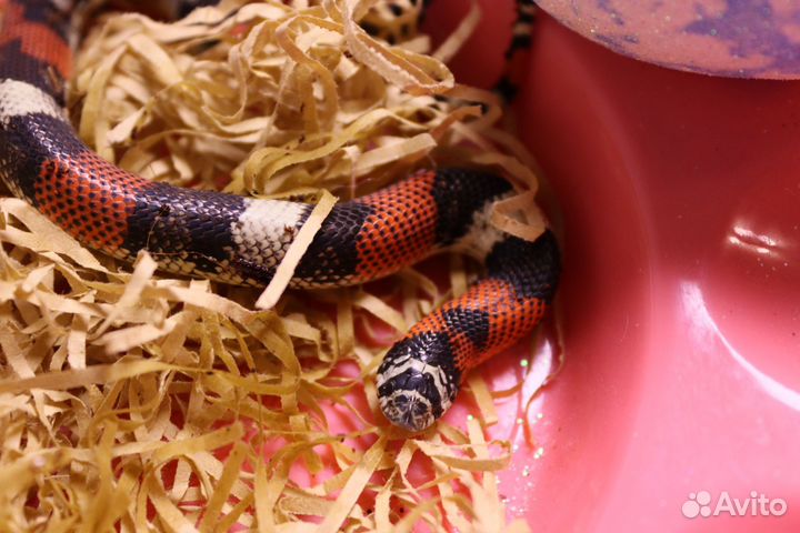 Трёхцветный уж