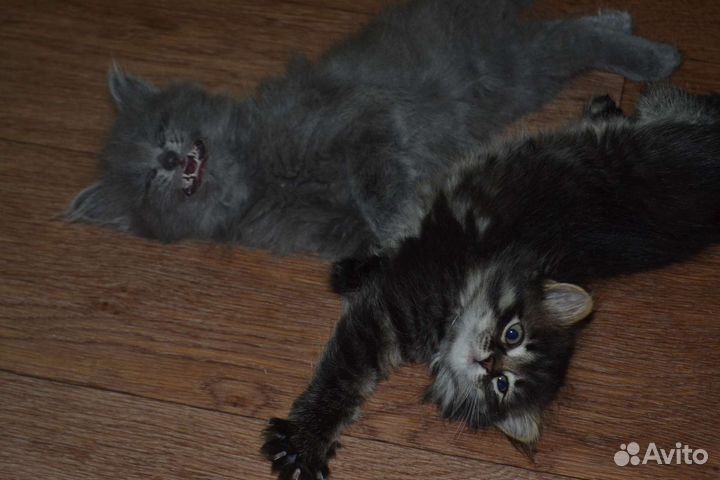 Игривые котята