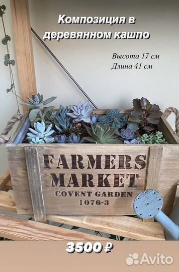 Эхинокактус Композиции из суккулентов