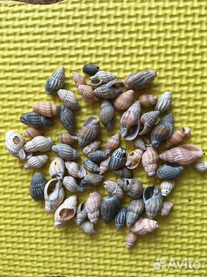 Ракушки, гальки и сувенир из ракушек