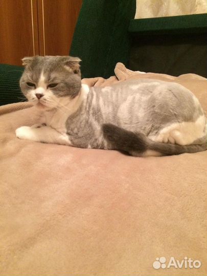 Стрижка кошек