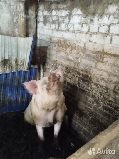 Двух годовалый кабан, возможен обмен