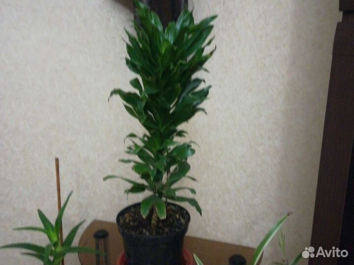 Хлрофитум, Юкка, дифенбахен, кордилина, Ж, счастье