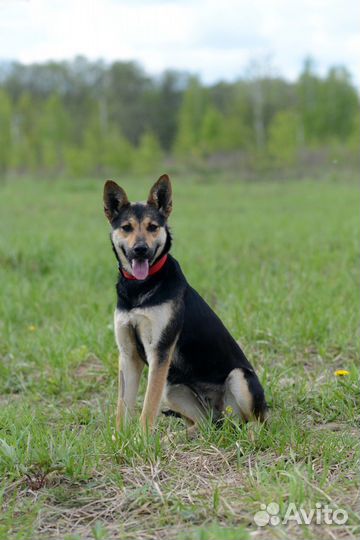 Луна ищет семью