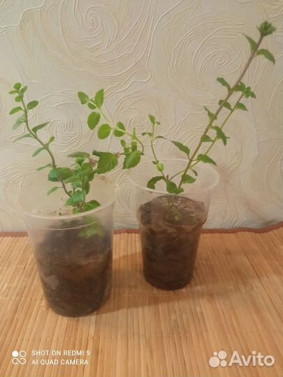 Мята садовая укорененная двух сортов