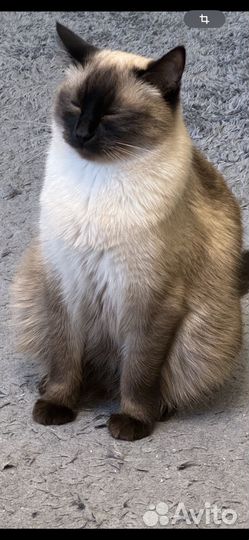 Сиамский кот