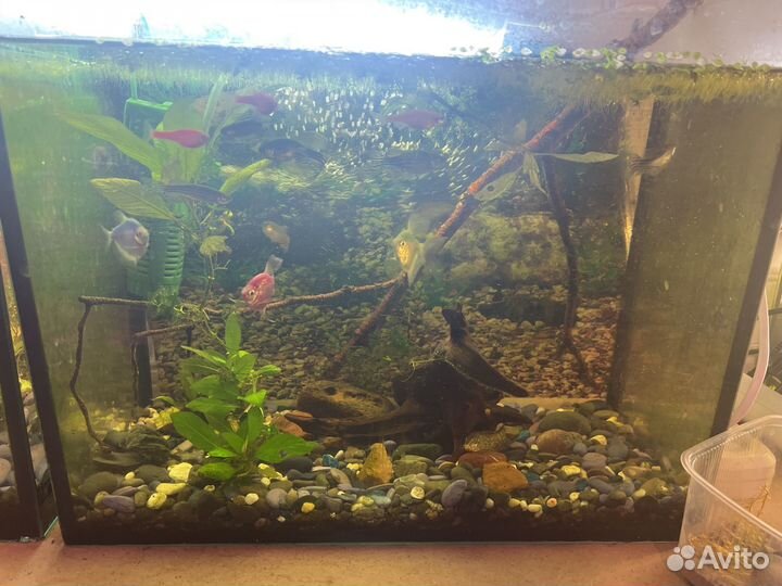 Тернеции данио касатка сом и боции