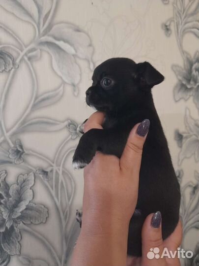 Щенки чихуахуа