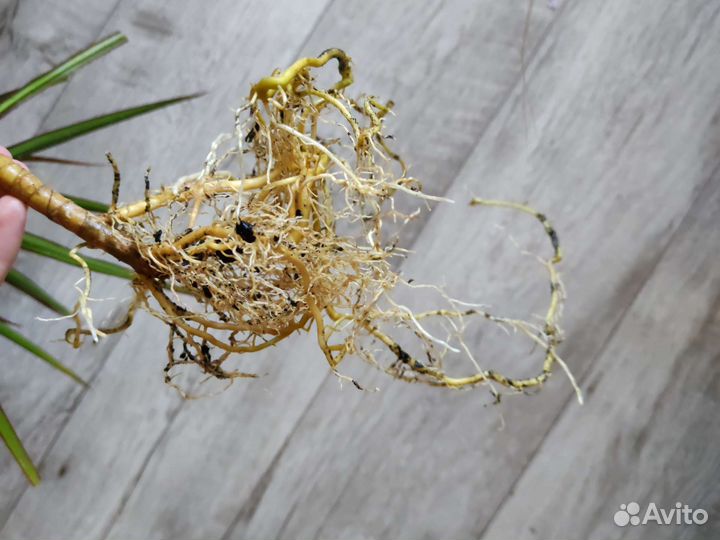 Пальма драцена