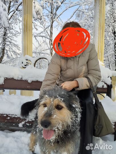 Отдам в добрые руки щенка