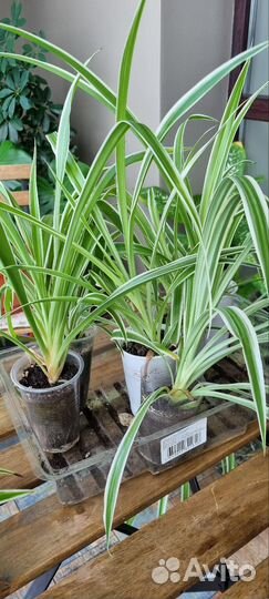 Хлорофитум много