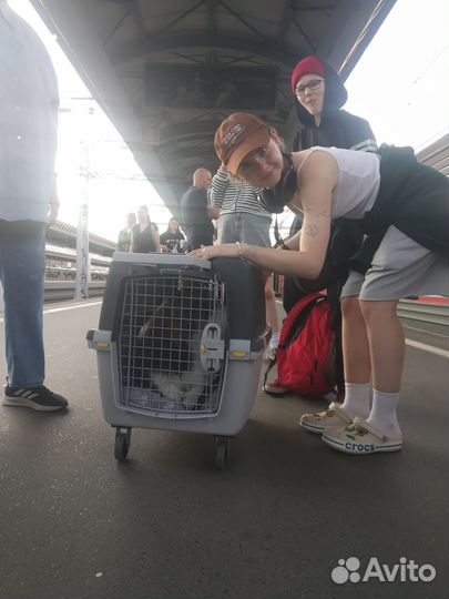 Переноса для средней собаки