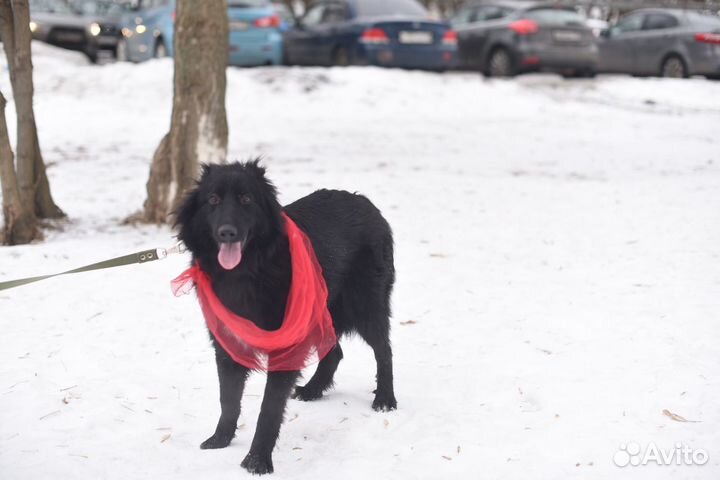 Молодой песик ищет дом, помощь приюту, собаки