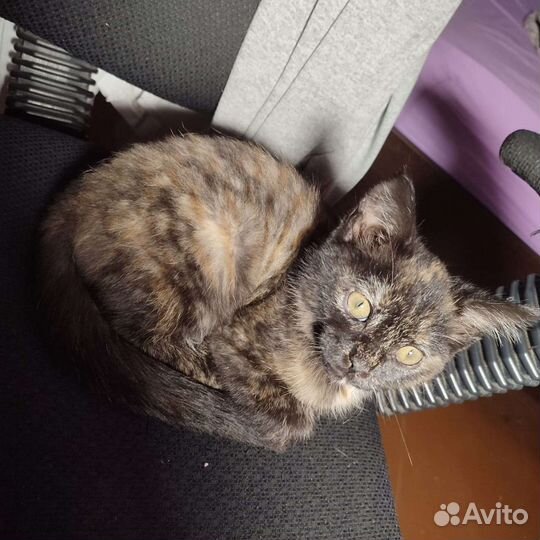Кошечка в добрые руки