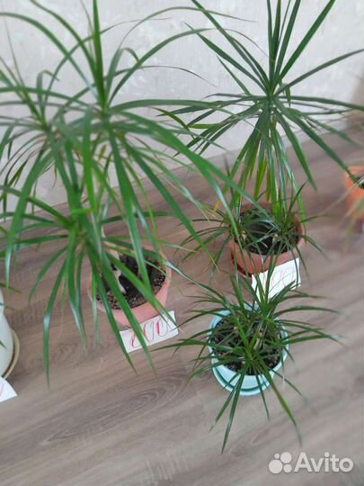 Пальма драцена