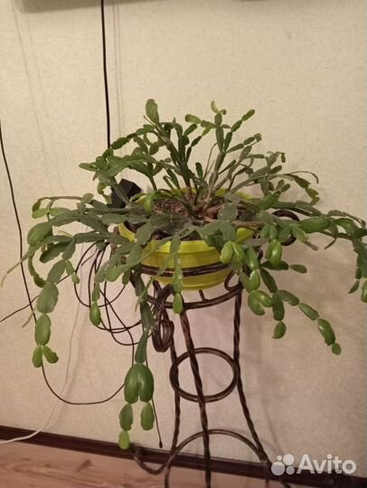 Декабрст,цвет бело-розовый