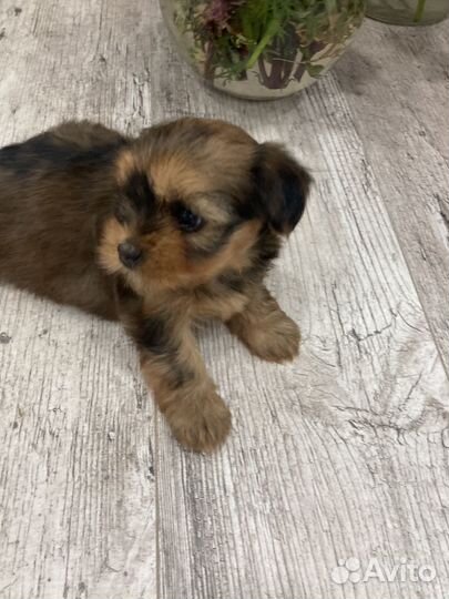 Шит цу щенки девочки