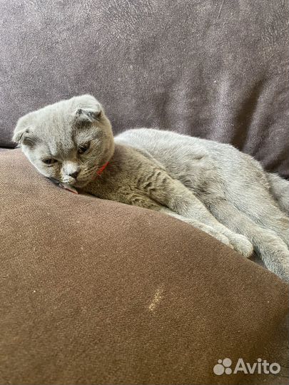 Шотландская вислоухая