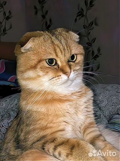 Шотландский кот вязка