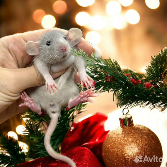 Крысята Дамбо. Крыса дамбо. Рексы. Стандарт