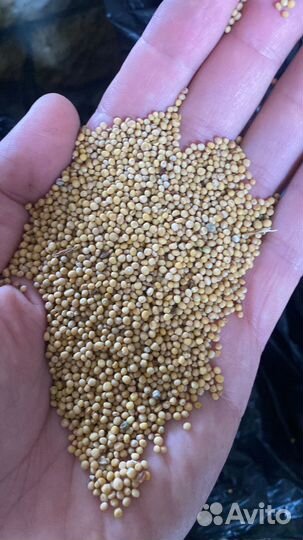 Горчица белая