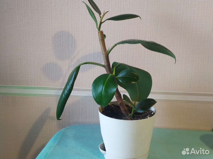 Толстянка,алоэ вера,древ.алоэ,фикус, дендробиум