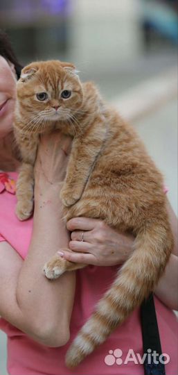 Шотландская вислоухая фолд