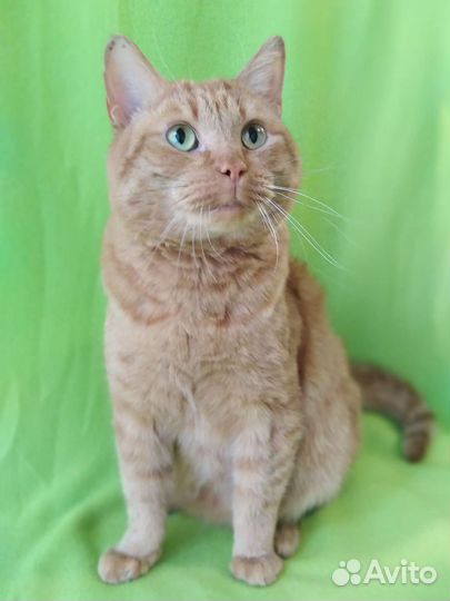 Константин ищет дом