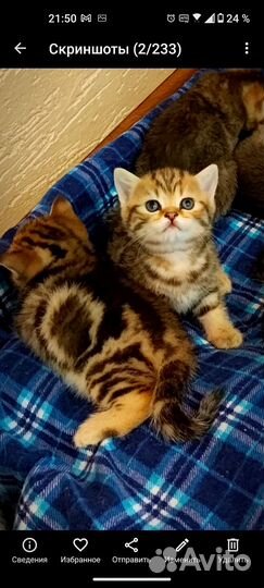 Британские котята золотая шиншилла