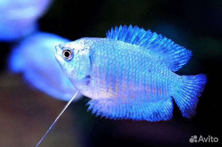 Лялиус (Самцы) Кр,Рад,Кобальт (Colisa Lalia)