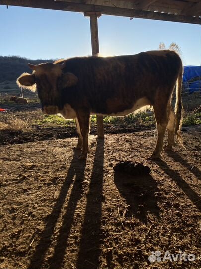 Коровы стельные