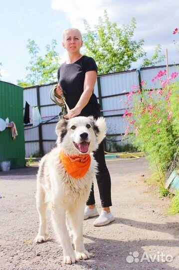 Собака из приюта в добрые руки