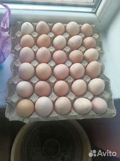 Инкубационное яйцо Орпингтон