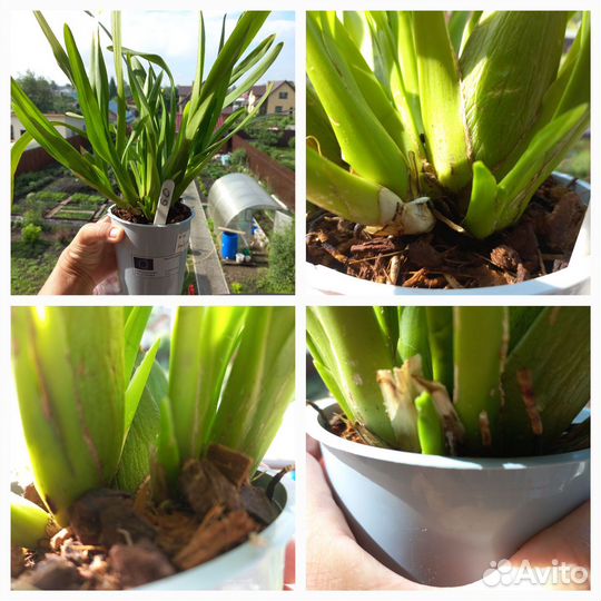 Комнатные цветы