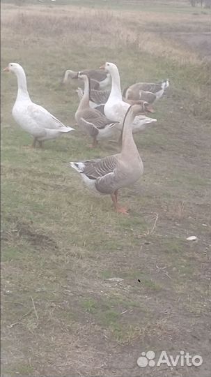 Гуси