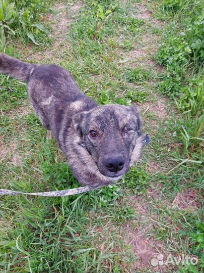 Классный пёс Гром