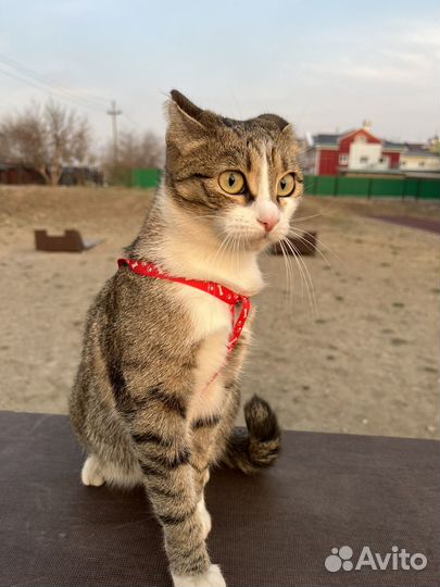 Отдам кошку в добрые руки