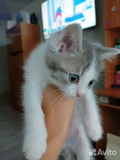 Кошка в дар бесплатно