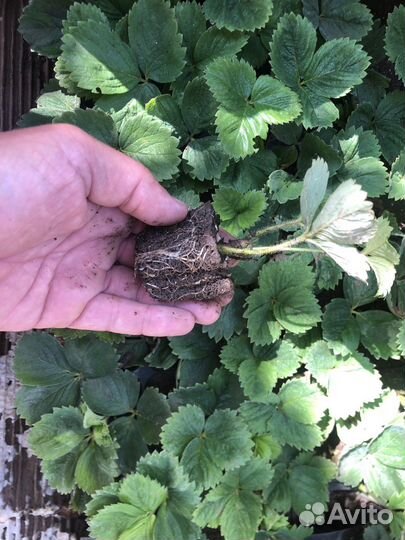 Рассада клубники альба