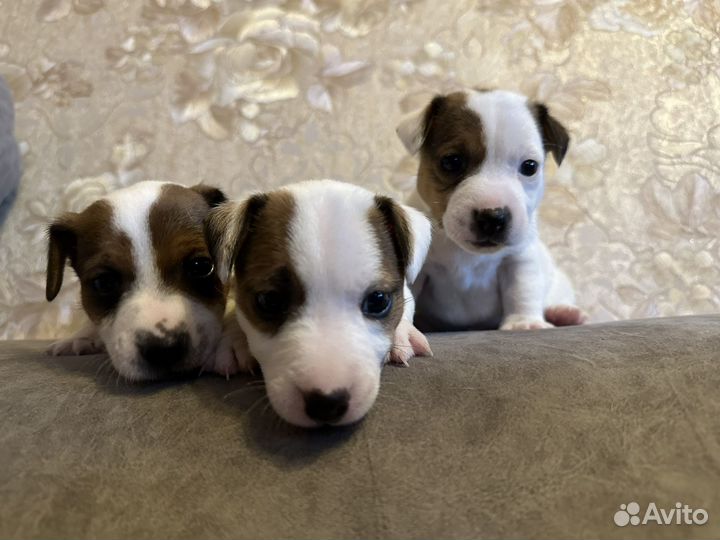 Джек рассел терьер