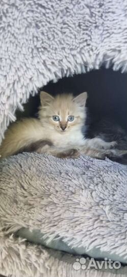 Малыши в добрые руки