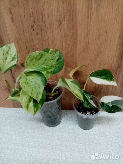 Педилантус, эпипремнум, дифинбахия