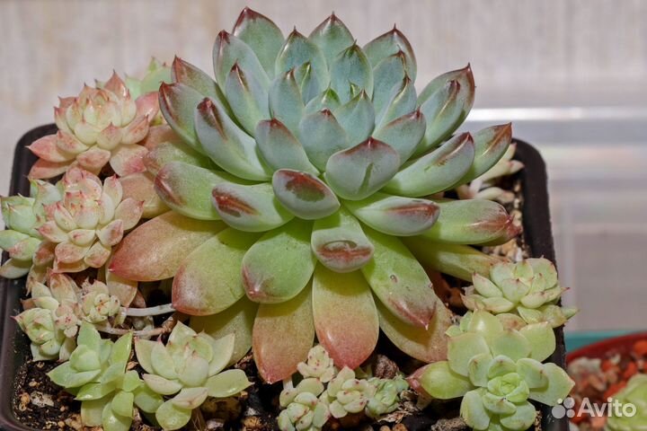 Суккуленты. Котиледон, эхеверия, каланхое и др