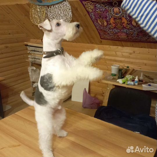 Фокстерьер жесткошерстный вязка кобель